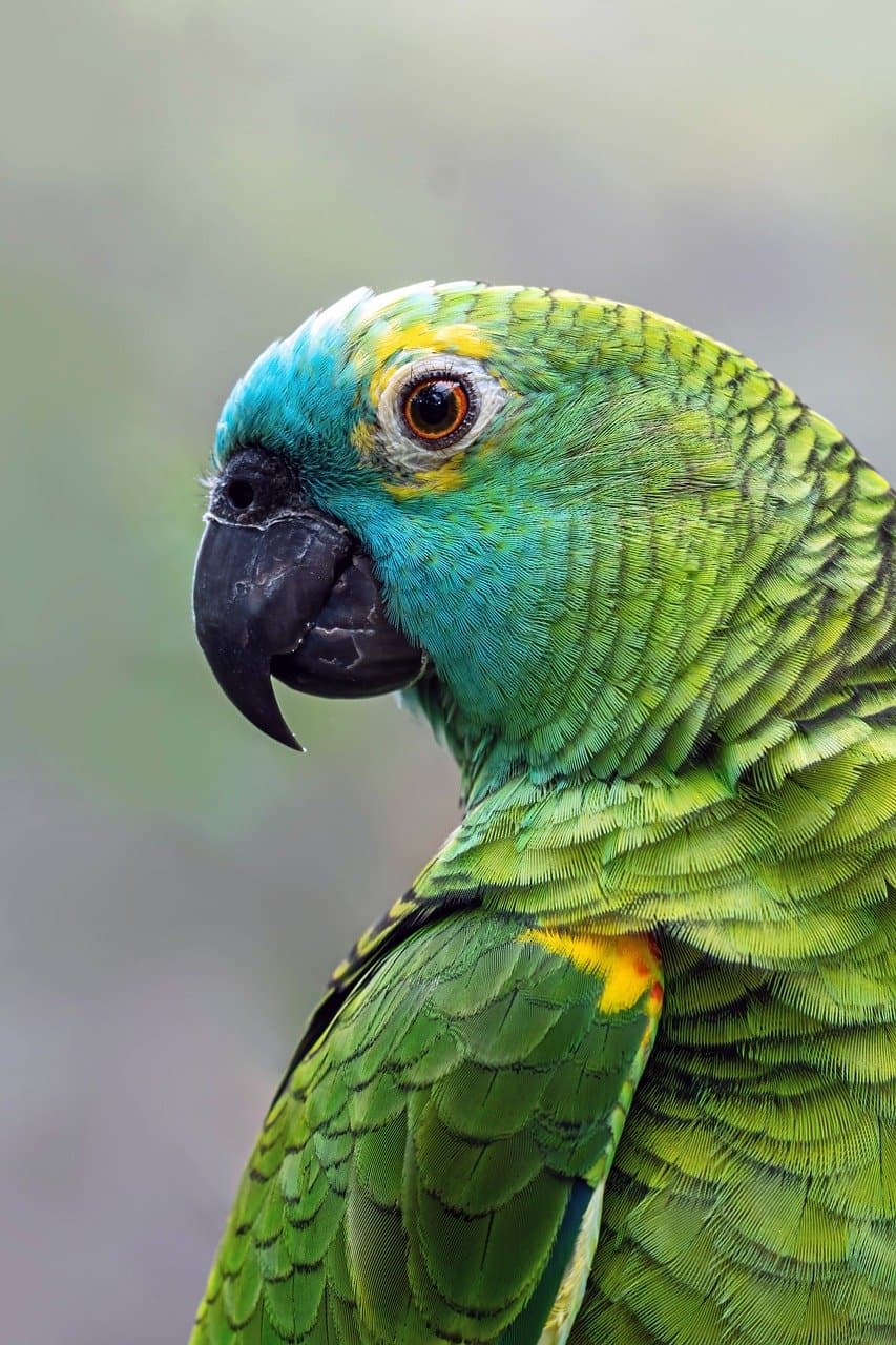 Proudly Indian - Art Panel